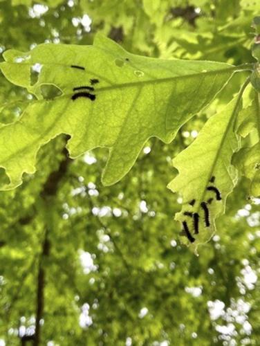 Scout now for invasive gypsy moth caterpillars    