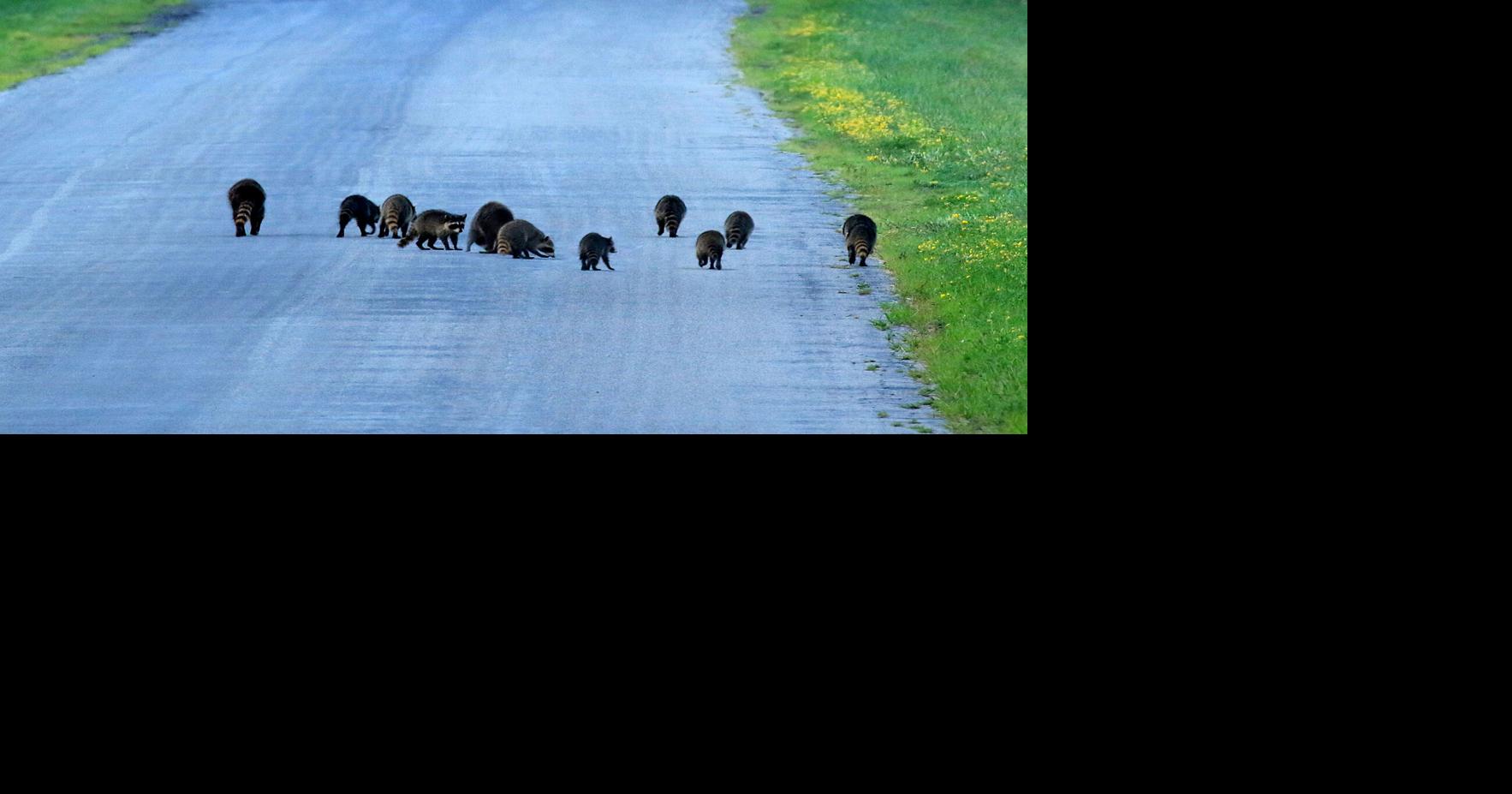 THE GREAT OUTDOORS A reminder why wild animals are never 'cute