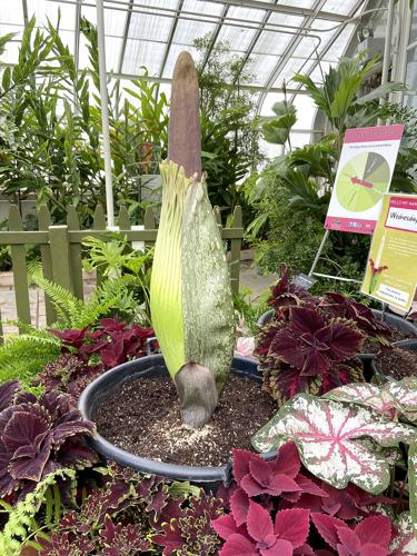 Morty Jr. the Corpse Flower is about to bloom | Lifestyles ...