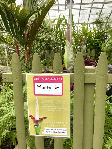Morty Jr. the Corpse Flower is about to bloom | Lifestyles ...