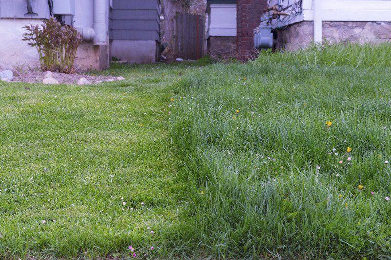 city-grass-cutting-ordinance-to-be-revisited-local-news