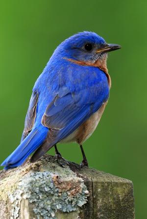THE GREAT OUTDOORS: Thanks to increased awareness, bluebirds are resurgent