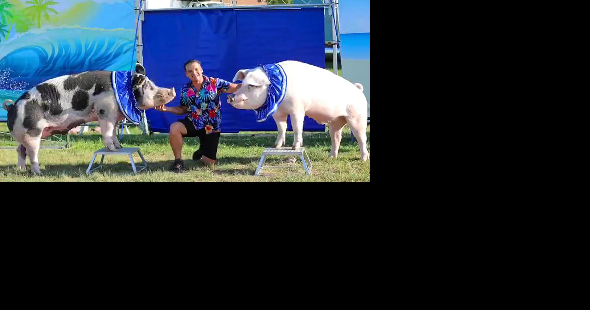 Orleans County 4H Fair back in full swing Community