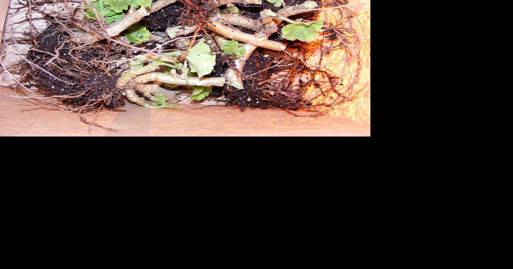 BACK TO THE ROOTS: Try overwintering best-performing geraniums ...
