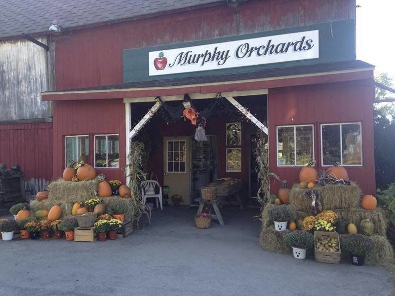 Murphy Orchards has begun fundraising to replace roof on 1850's barn ...