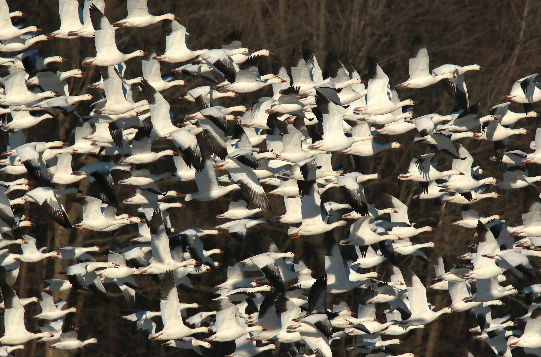 THE GREAT OUTDOORS: 'Jumping' snow geese create a sight — and a