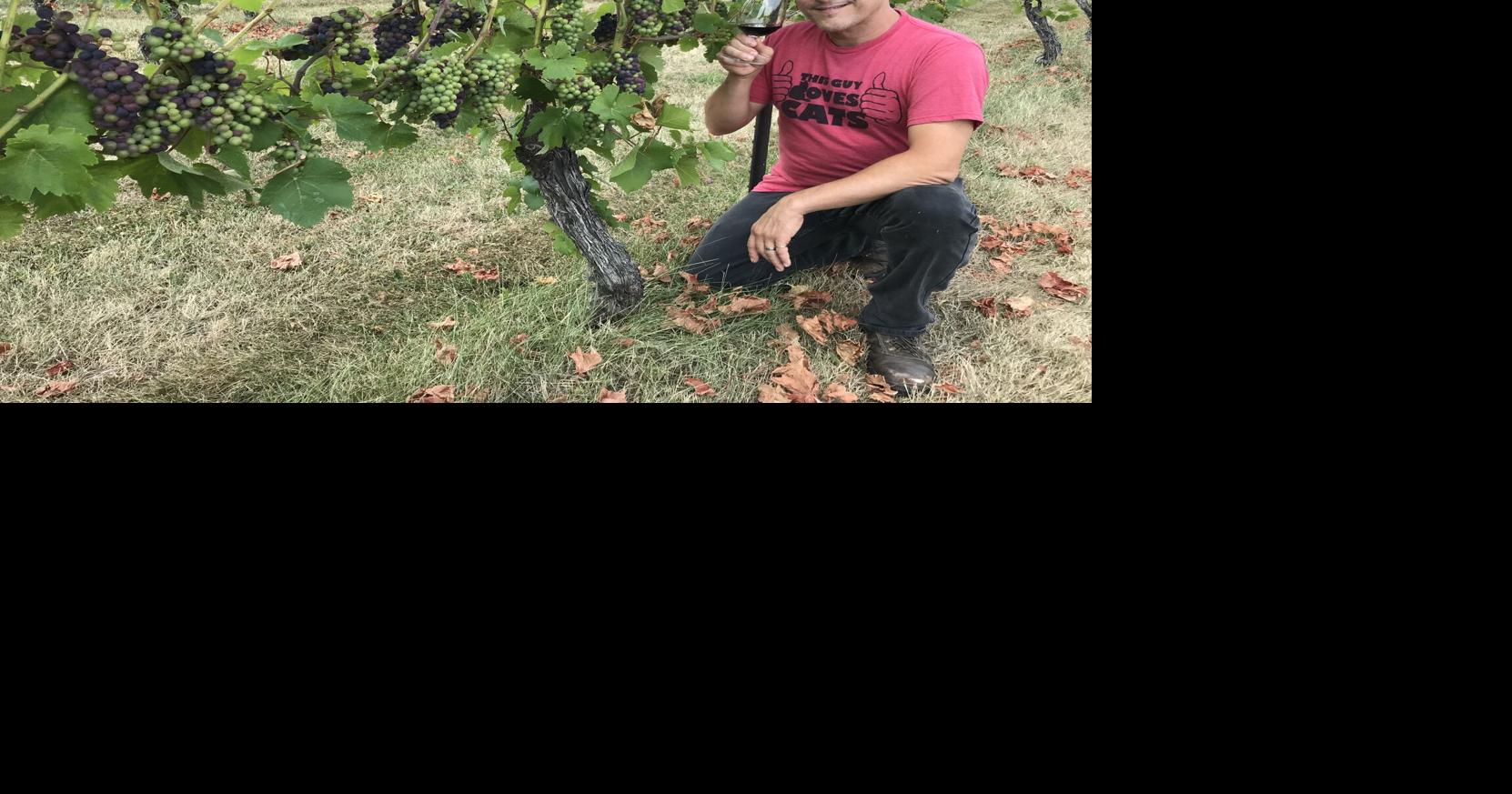 Heat can be sweet for area grape growers | Local News | lockportjournal.com