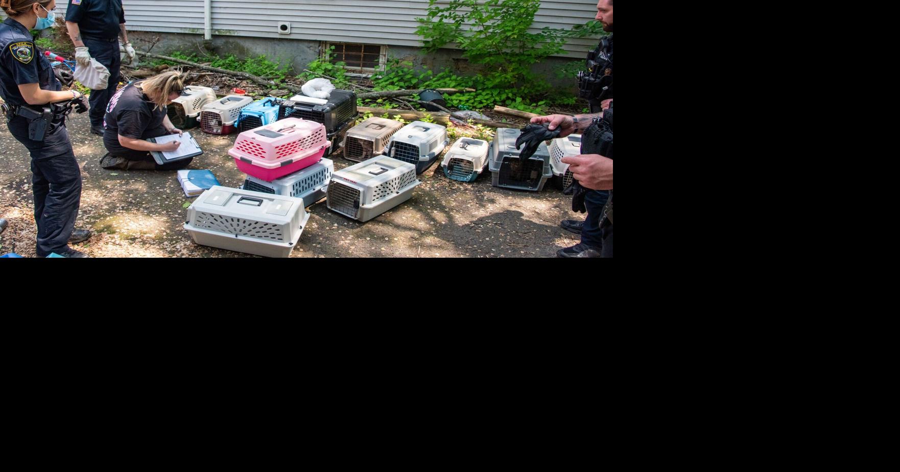 35 cats and a dog removed from condemned Falls home | Local News ...