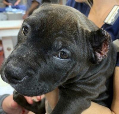 Falls Man Facing Animal Cruelty Charges Local News Lockportjournal Com