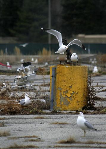 Block of seagulls, Local News