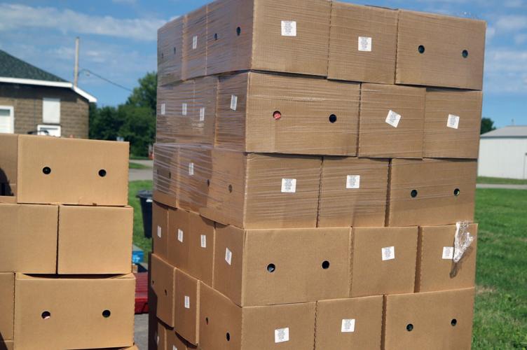 SLIDESHOW Another busy Farmersto Families food box giveaway