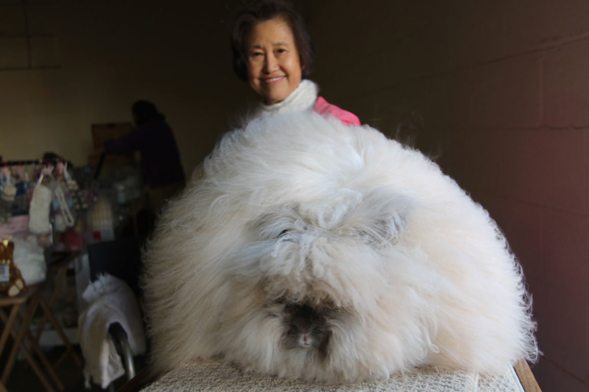 betty chu english angora