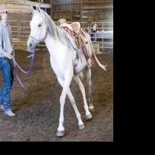 Jack Tone Ranch showcases ‘beautiful, powerful’ Arabian horses | News ...