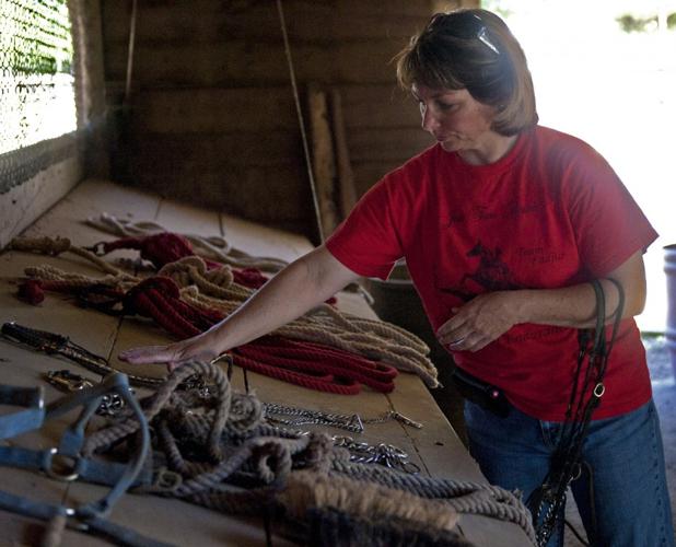 Jack Tone Ranch showcases ‘beautiful, powerful’ Arabian horses | News ...