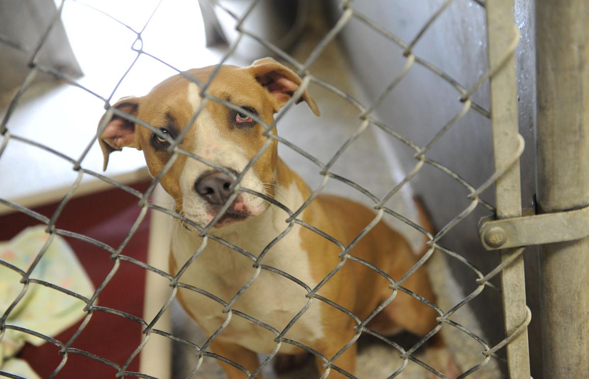 Lodi Animal Shelter faces overcrowding problem News