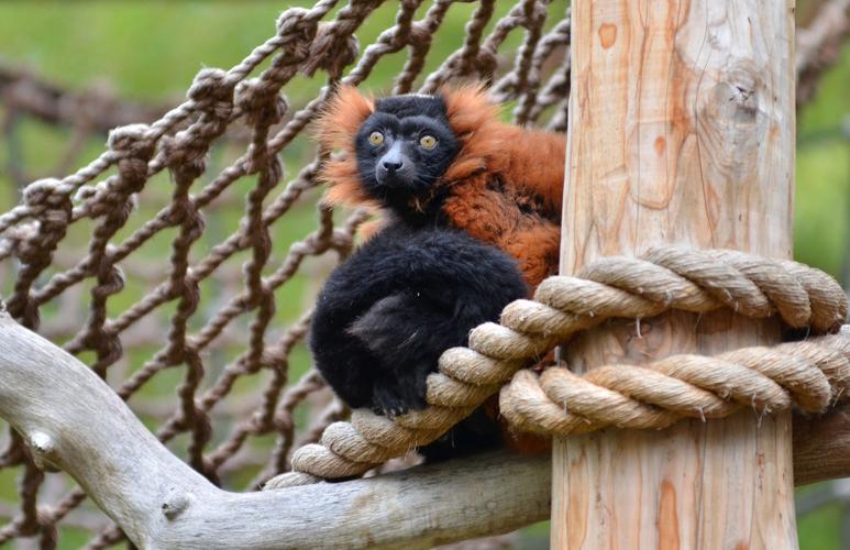 Children monkey around at Micke Grove Zoo’s 2014 Winter Zoo Camp News