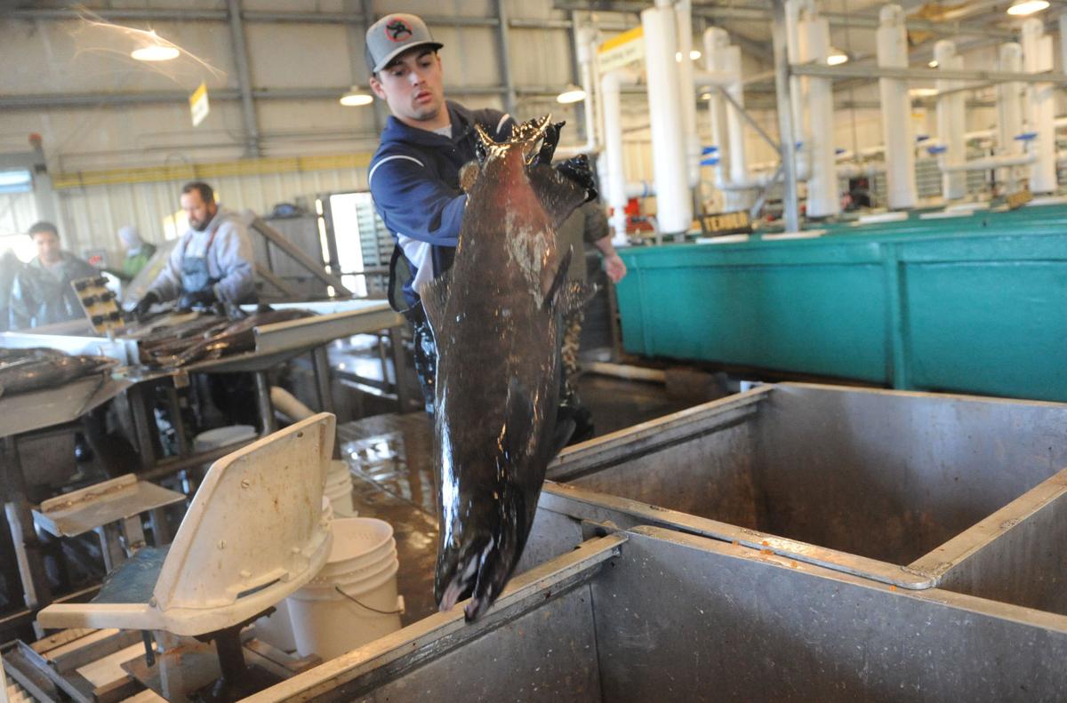 Salmon spawning season keeps Mokelumne hatchery busy News