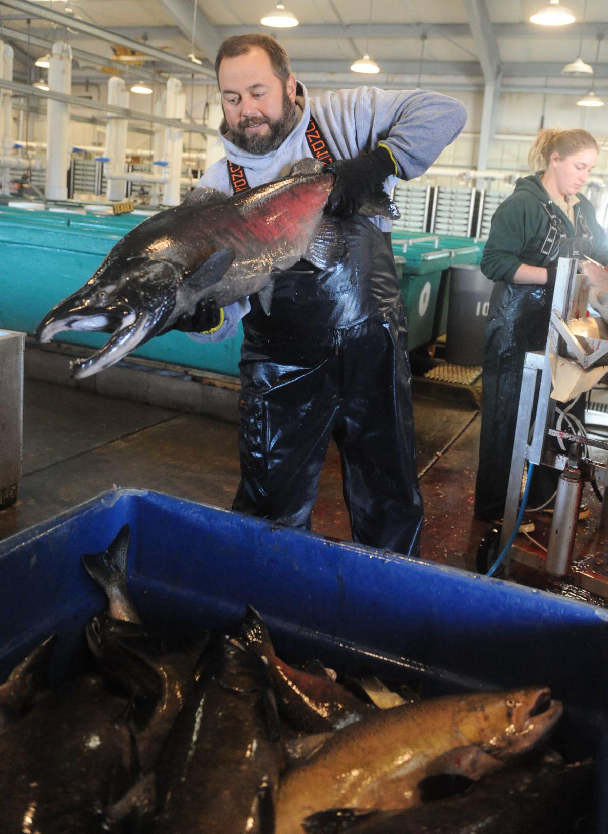 Salmon spawning season keeps Mokelumne hatchery busy News