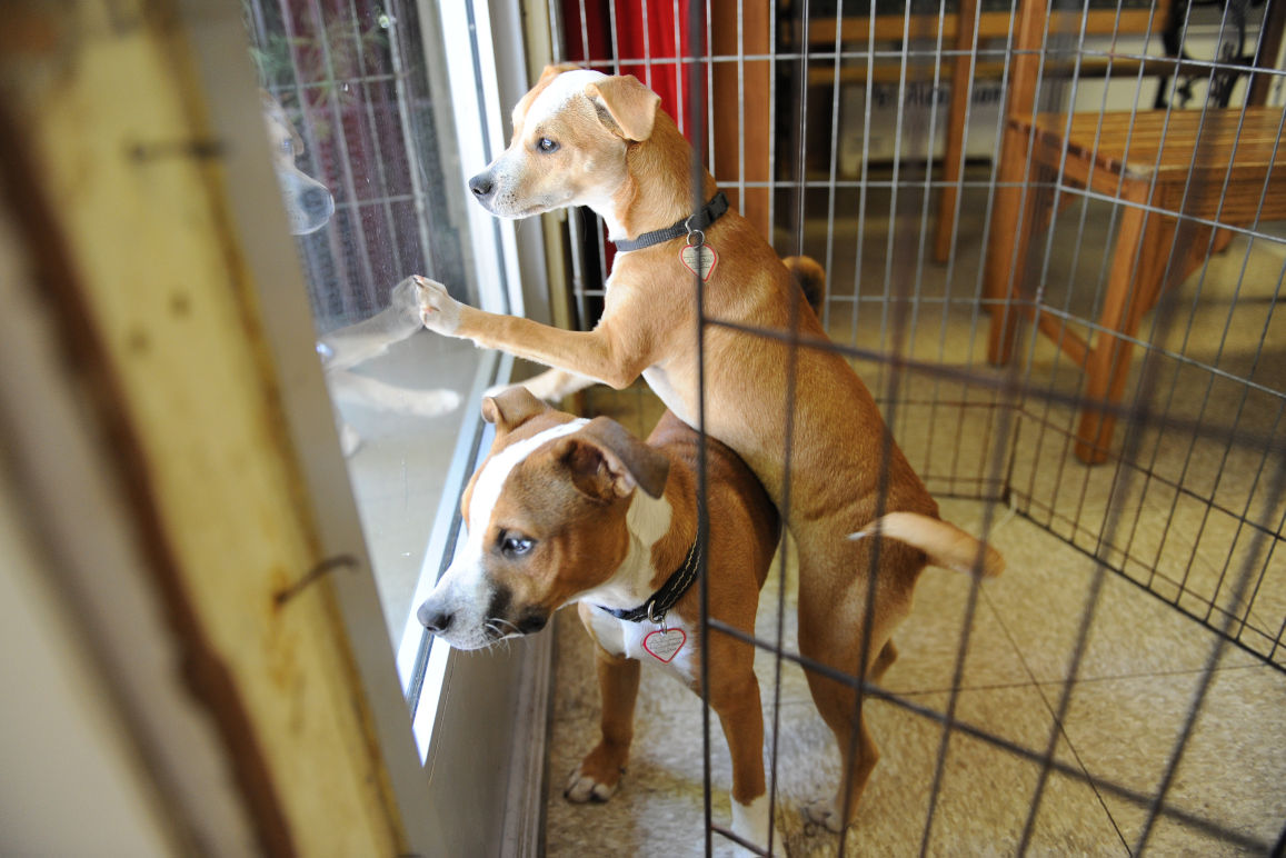 A second chance for Lodi’s abandoned pets News