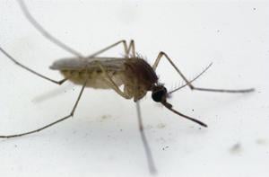 Two NC adults die after contracting West Nile