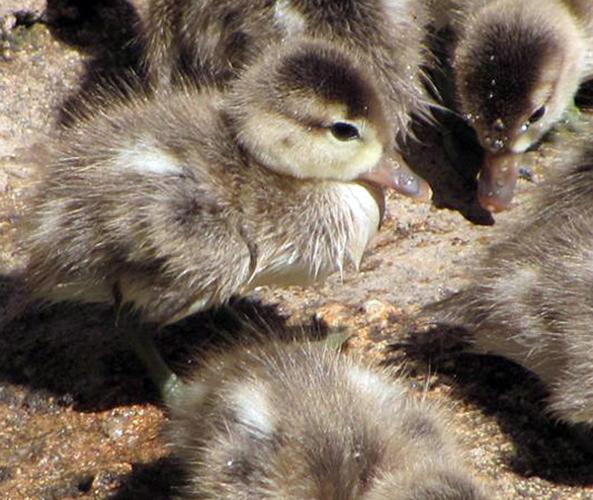 Micke Grove Zoo several baby animals News