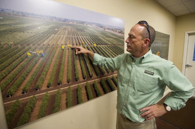Lodi Emerges As Center Of High Quality Olive Oil Production