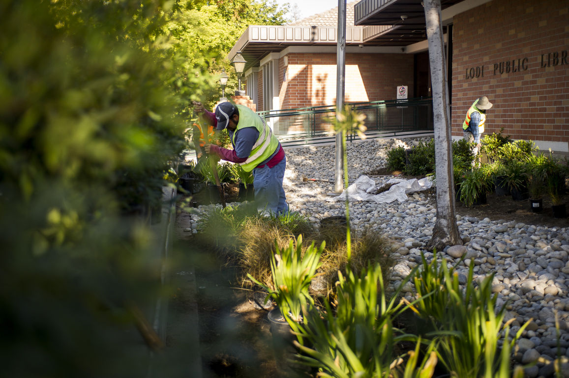 landscaping lodi