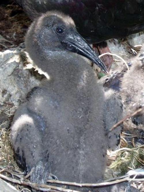 Micke Grove Zoo several baby animals News