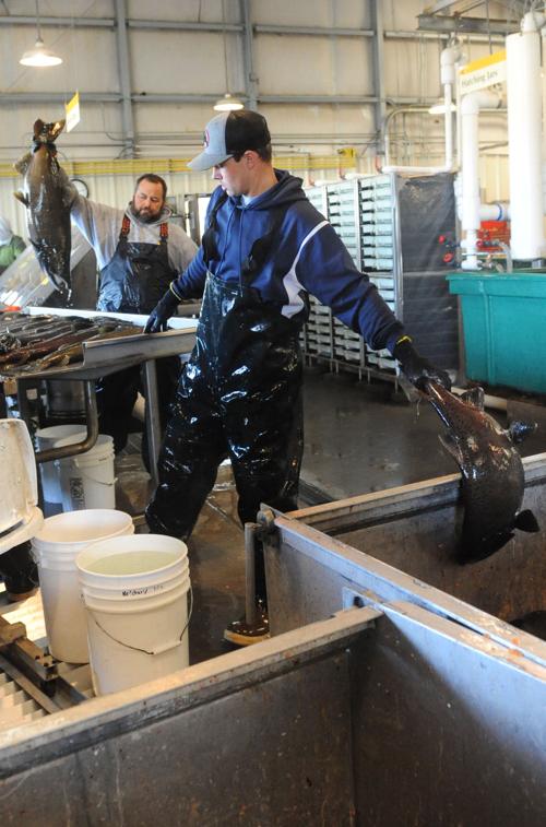 Salmon spawning season keeps Mokelumne hatchery busy