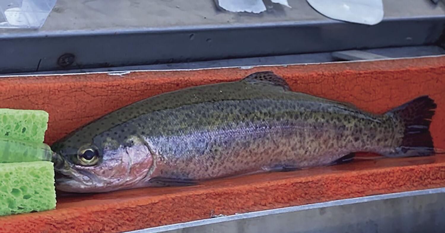 How tiny tags help Mokelumne fishes: Scientists use acoustic tech to track salmon and steelhead - Vimarsana News