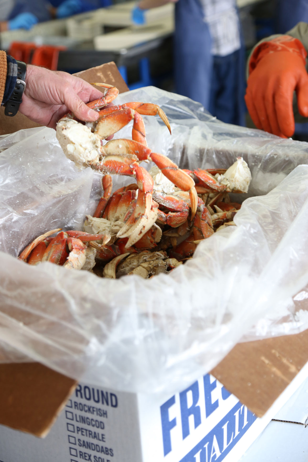 From the ocean to Lodi A crab’s incredible journey Lodi Living