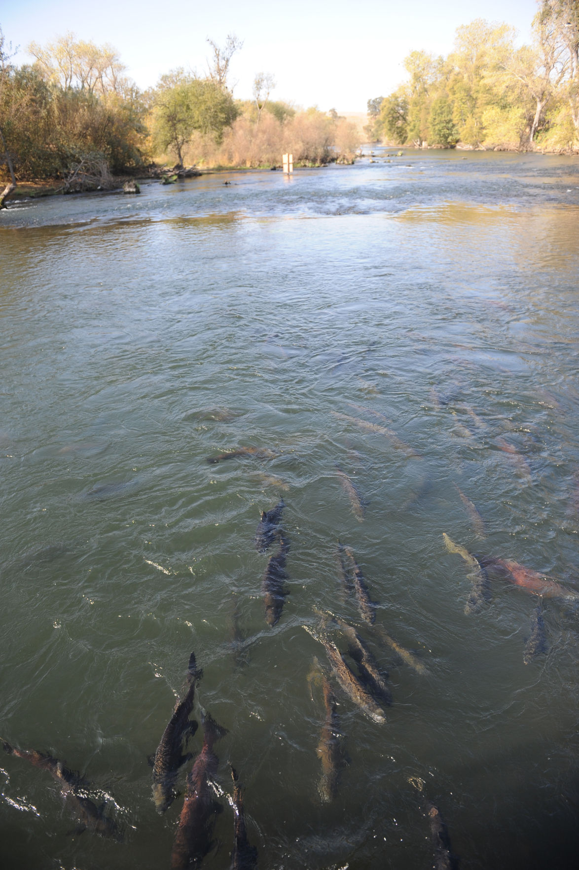 Salmon spawning season keeps Mokelumne hatchery busy News