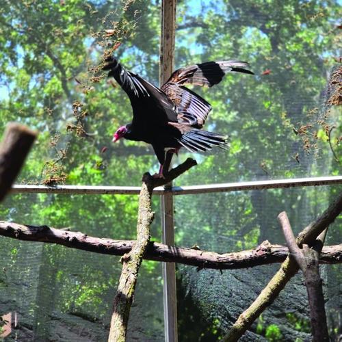 Micke Grove Zoo turns corner after Grand Jury’s critical report