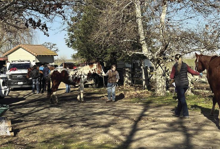 San Joaquin Sheriff: Charges filed in Clements animal cruelty case