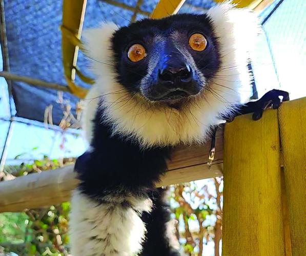 Grand jury investigation update finds county making recommended improvements at Micke Grove Zoo