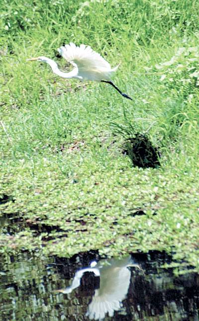 Egret News Lodinews Com   6cf6cf13 Ac40 5b0e 8a4b E7e9c5a1a705.image 