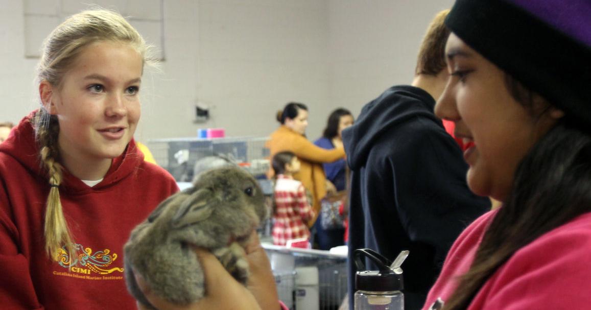 Hobbyists and students bring their rabbits to show in Lodi | News ...