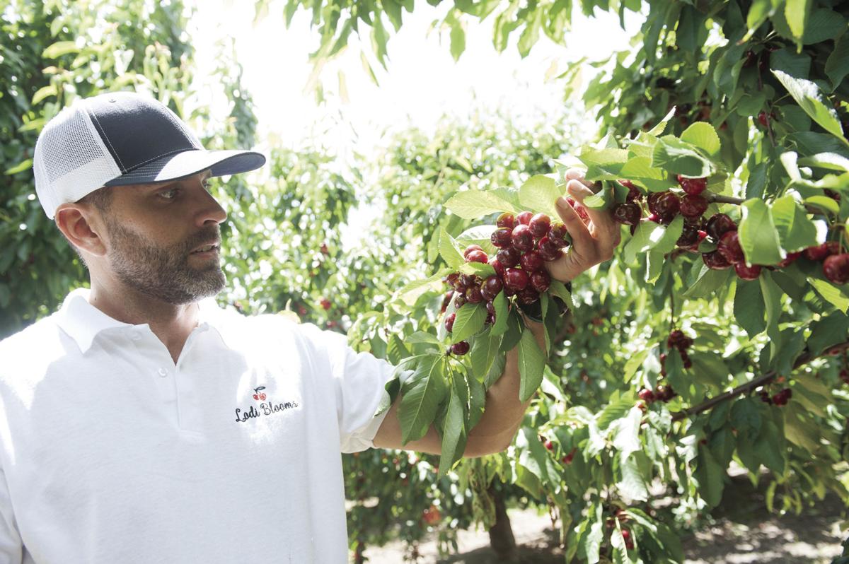 Opening Friday, Lodi Blooms lets you pick your own cherries