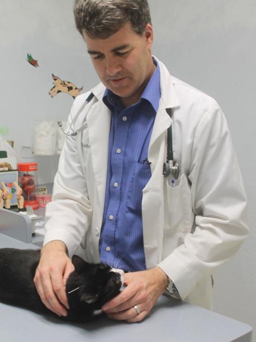 Woodbridge veterinarian John Lindsey uses acupuncture to help pets fight pain, heal illness