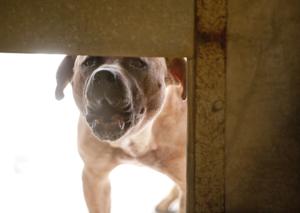 08_30_17_DOG_ATTACK_10.jpg
