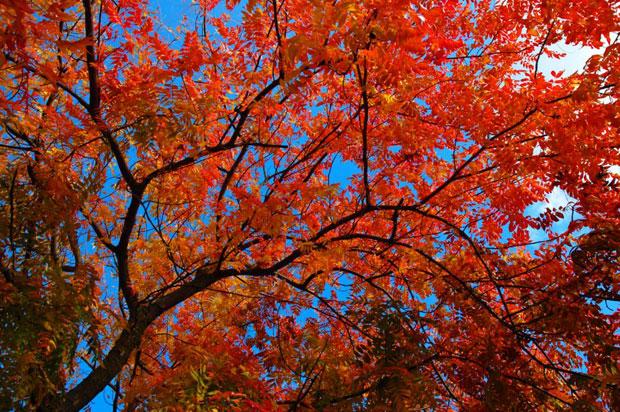Lodi trees change their colors for autumn - Lodinews.com: News