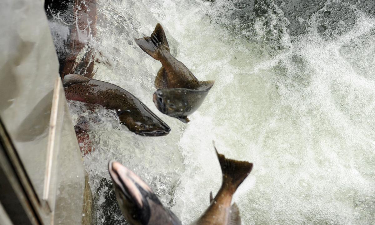 Mokelumne River salmon bounce back News