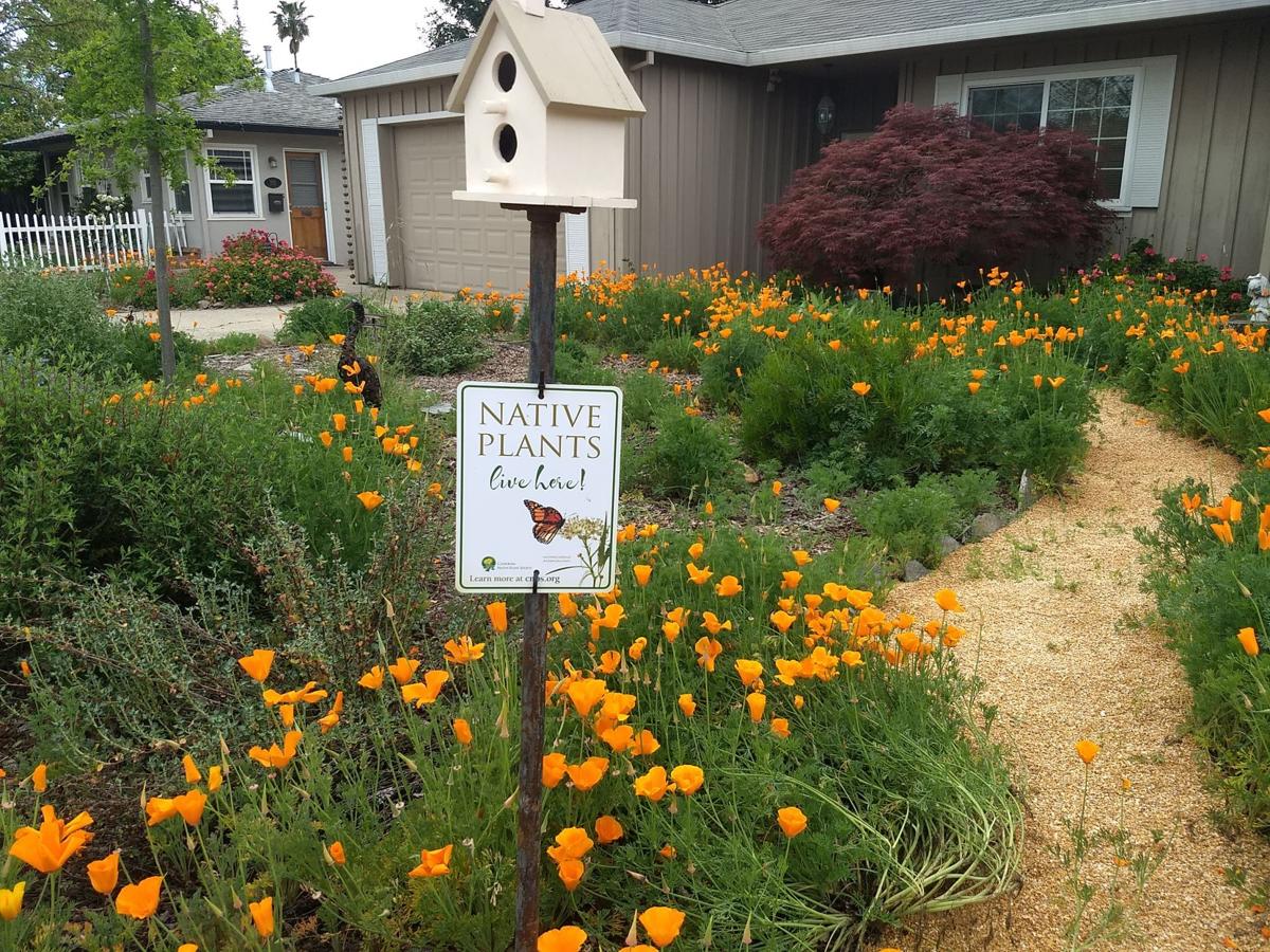 Lodi residents lead trend to replace lawns with native