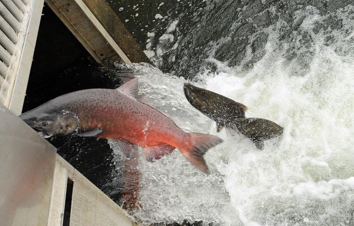 Mokelumne River salmon bounce back News