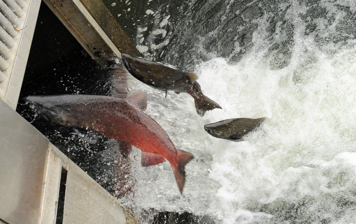 Mokelumne River salmon bounce back News