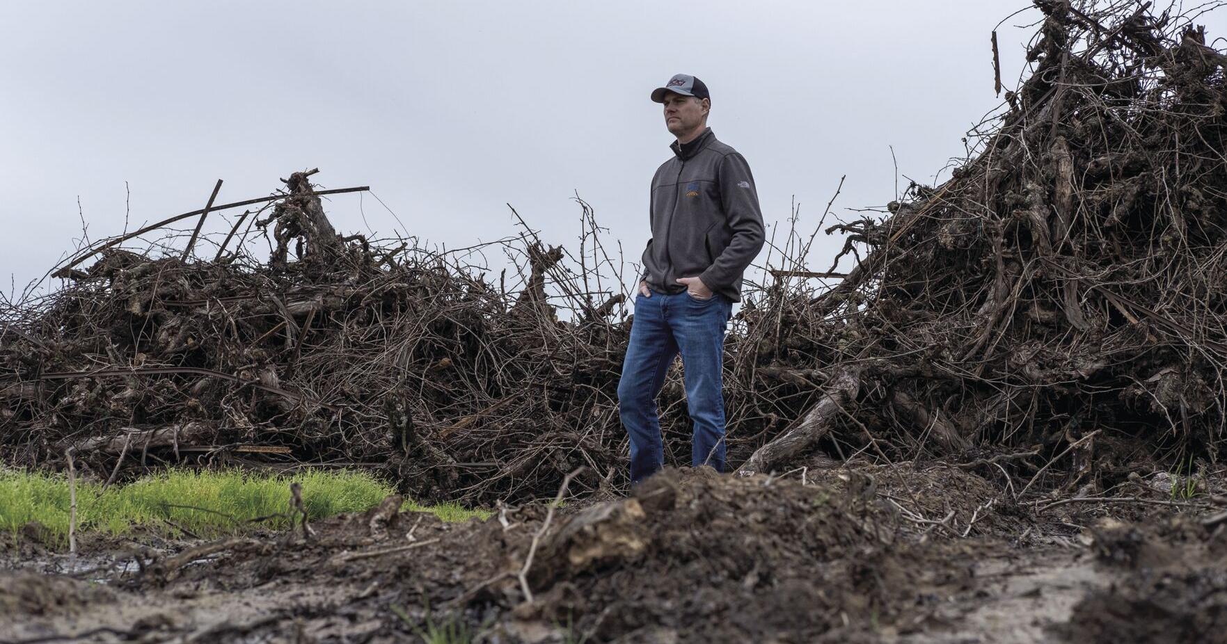 A soured market: In Lodi and across the state, growers scrap vineyards - Vimarsana News