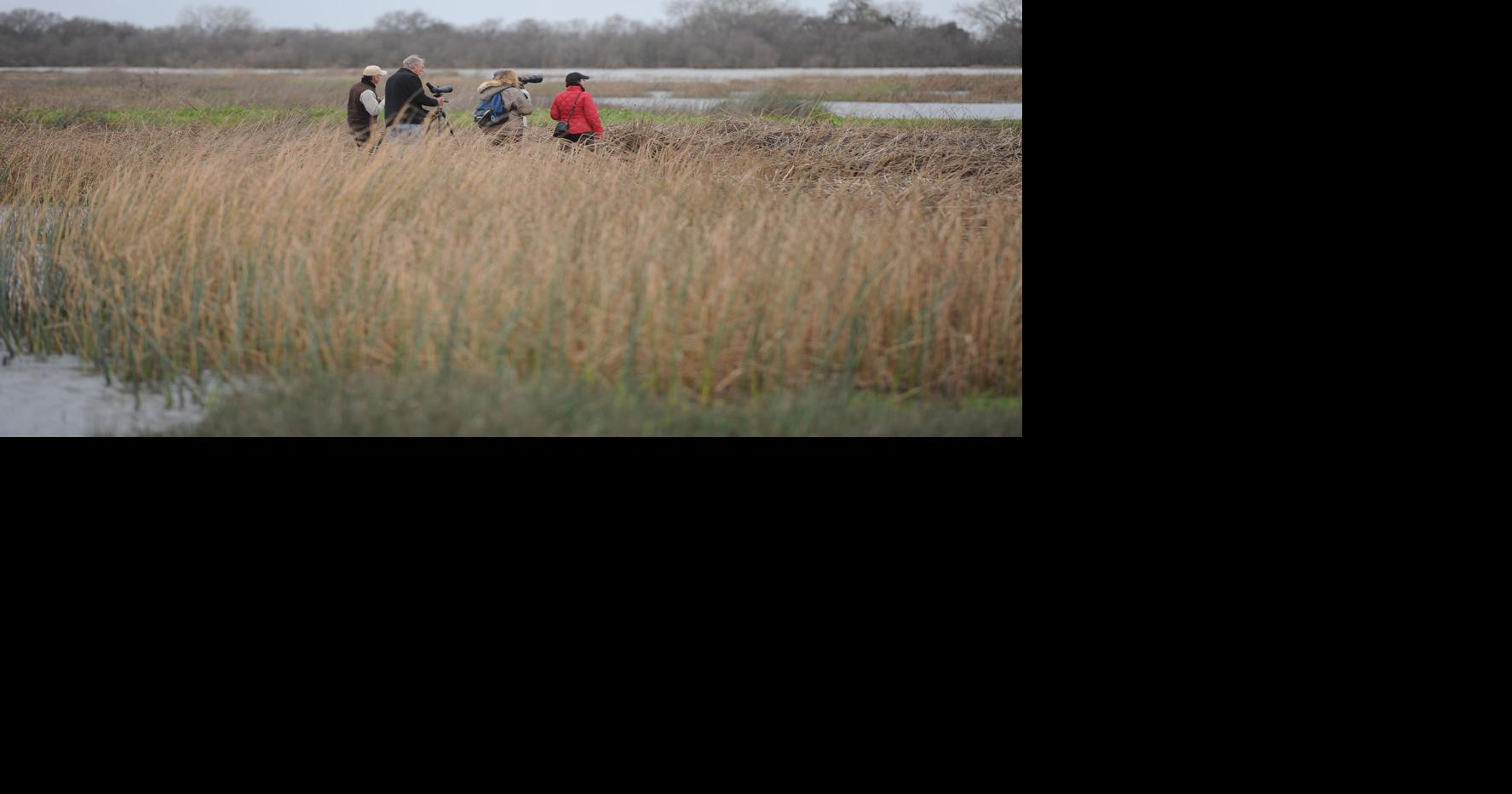 Galt Winter Bird Festival to be a week-long event | News | lodinews.com