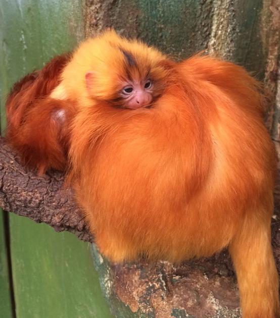 Baby golden-lion tamarin born at Micke Grove Zoo ...