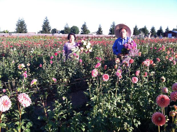 KC Flowers brightens Downtown Lodi Farmers Market | Business | lodinews.com