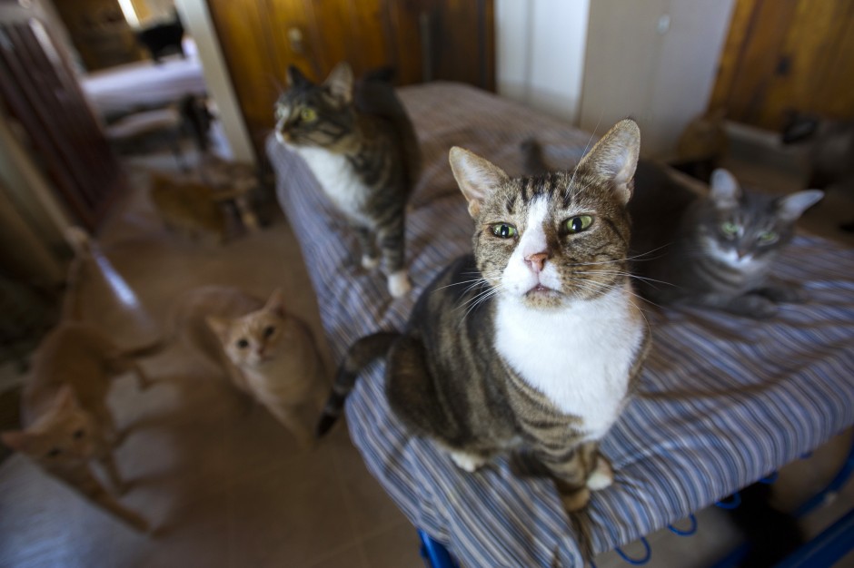 Galt Cat Shelter Seeks Donations To Keep Doors Open News